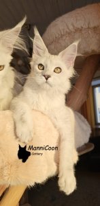 ManniCoon Rebecca 