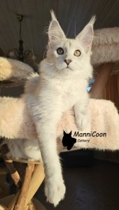 ManniCoon Rollo 