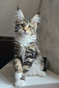 Gull-Fia Dreambigcats 