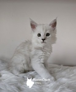 ManniCoon Xandra
