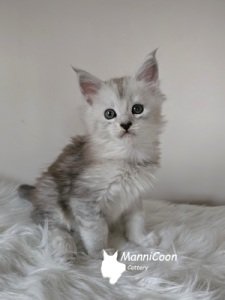 ManniCoon  Xena