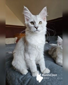 ManniCoon Wanda