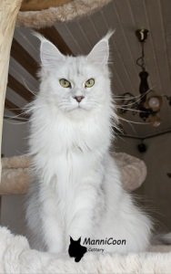 Moonrisecoon Tatanya