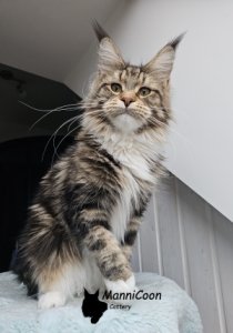 Gull-Fia Dreambigcats 
