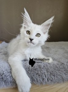 ManniCoon Aurora 