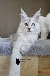 ManniCoon Alexander 