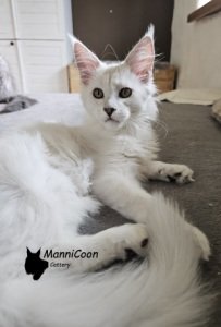 ManniCoon Athena 