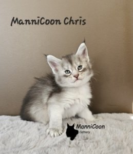 ManniCoon Chris