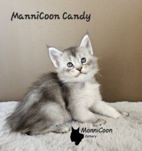 ManniCoon Candy