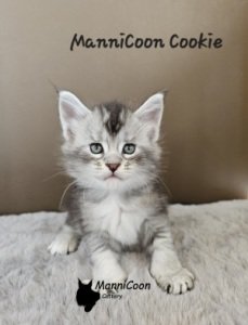 ManniCoon Cookie 