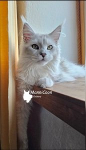 ManniCoon Xandra