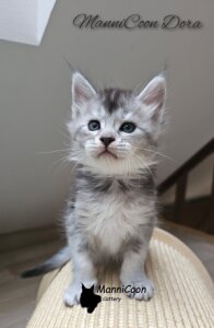 ManniCoon Dora