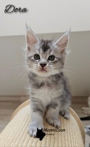 ManniCoon Dora
