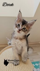 ManniCoon Derek