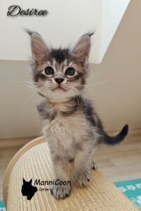 ManniCoon Desiree
