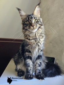 Felicita Bellamoondo *PL