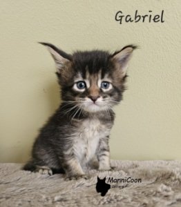 ManniCoon Gabriel 