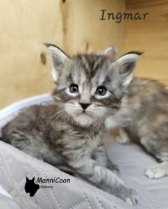 ManniCoon Ingmar 