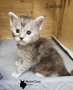 ManniCoon Isabel 