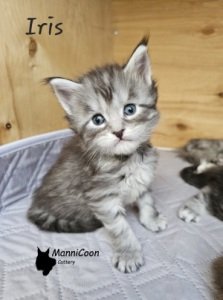 ManniCoon Iris