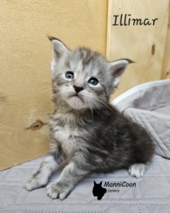 ManniCoon Illimar 