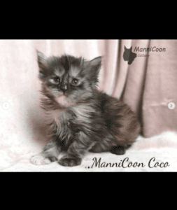 ManniCoon Coco