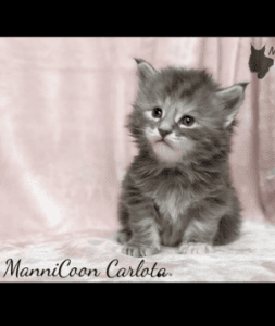 ManniCoon Carlota