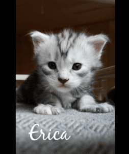 ManniCoon Erica
