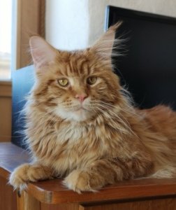 Cat's Gang Tiger Eyes