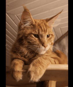 Cat's Gang Tiger Eyes