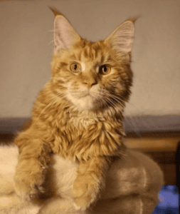 Cat's Gang Tiger Eyes