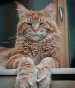 Cat's Gang Tiger Eyes