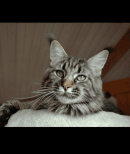 CH Lordshipcoon Dela Croix