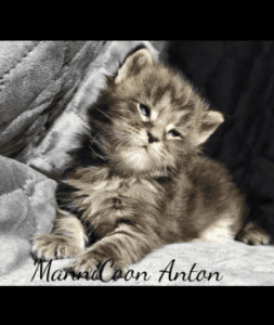 ManniCoon Anton