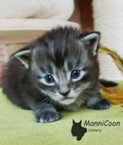 ManniCoon Finn
