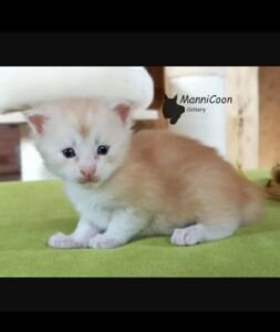 ManniCoon Fox