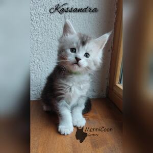 ManniCoon Kassandra