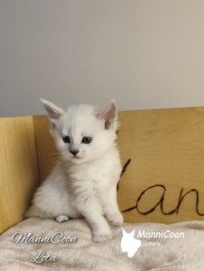 ManniCoon Lota