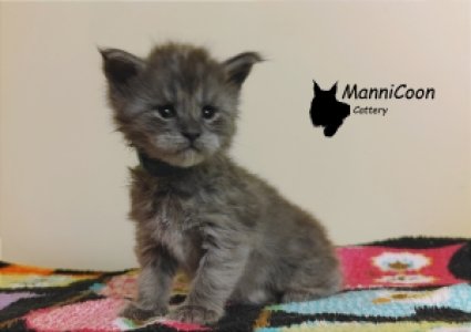 ManniCoon Mona