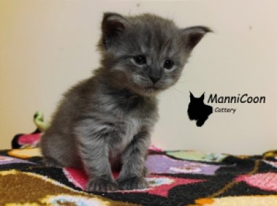 ManniCoon Mia