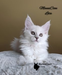 ManniCoon Lota