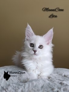 ManniCoon Lota