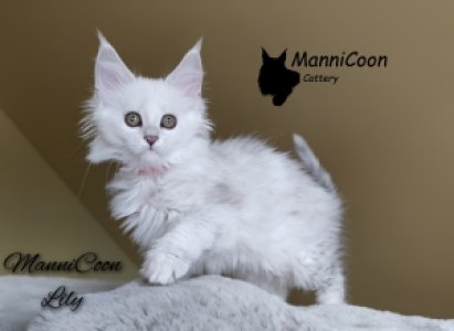 ManniCoon Lily