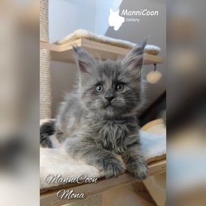 ManniCoon Mona