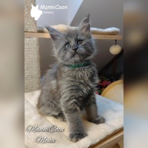 ManniCoon Mona
