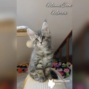 ManniCoon Marta