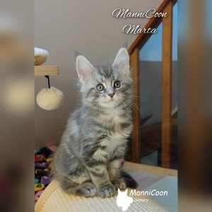 ManniCoon Marta