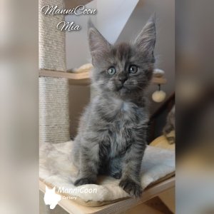 ManniCoon Mia