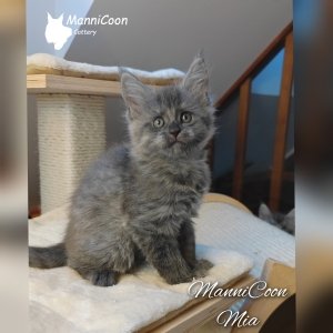 ManniCoon Mia
