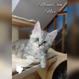 ManniCoon Max